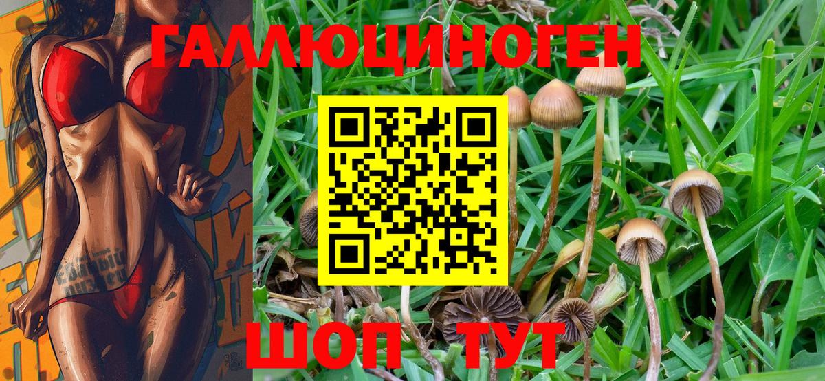 Галлюциногенные грибы мицелий  купить   Железногорск  Галлюциногенные грибы Psilocybe 